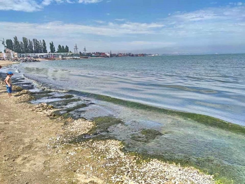 Одесские пляжи заполнили зелёные водоросли (фото)