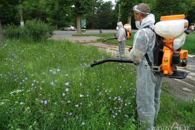 Одесские коммунальщики приступили к работам по борьбе с опасным сорняком (фоторепортаж)