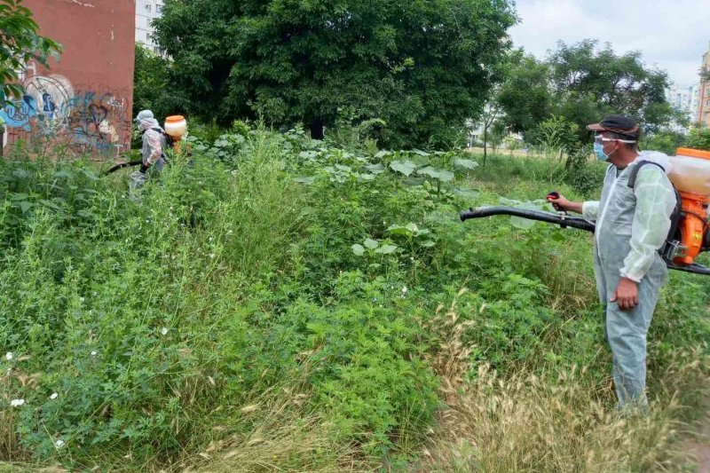 Одесские коммунальщики приступили к работам по борьбе с опасным сорняком (фоторепортаж)