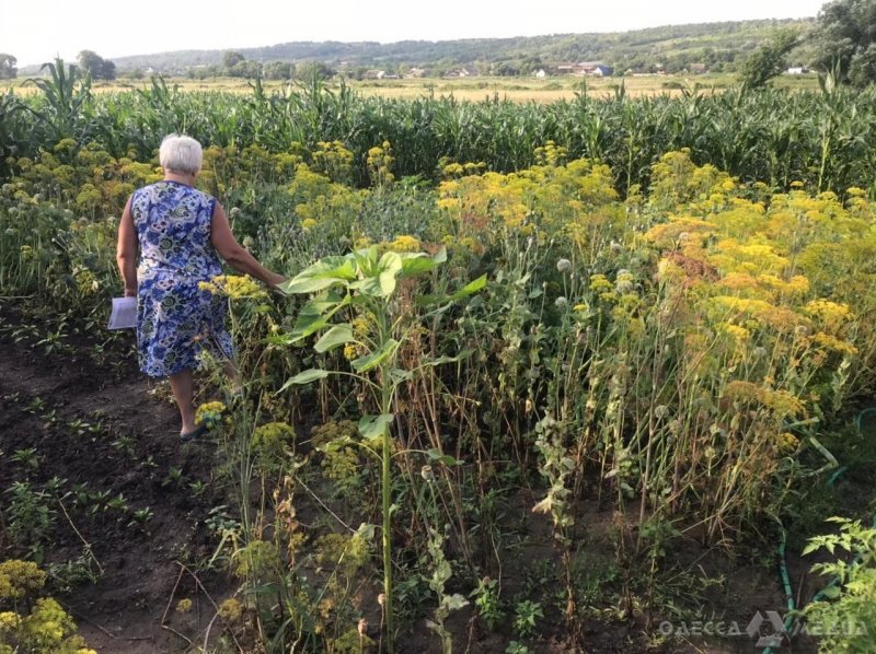 Госпогранслужба Одесской области: среди поля кукурузы нашли снотворный мак (фото)