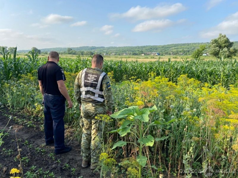 Госпогранслужба Одесской области: среди поля кукурузы нашли снотворный мак (фото)