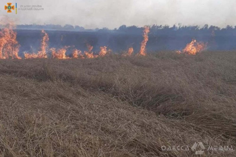 Молния едва не сожгла 170 га хлебного поля в Одесской области (фото)