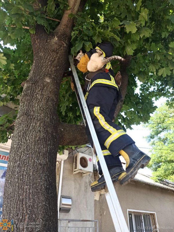 В Белгороде-Днестровском спасатели помогли достать с дерева кота