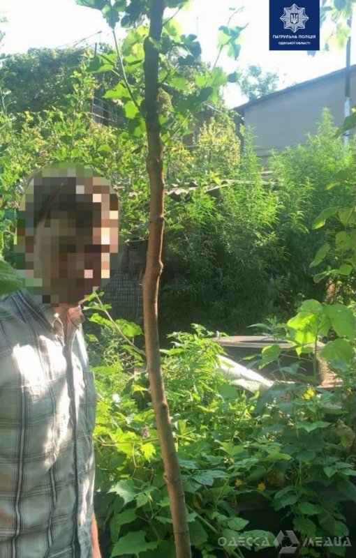 Одесские патрульные приехали на ссору, а нашли 20 кустов конопли (фото)