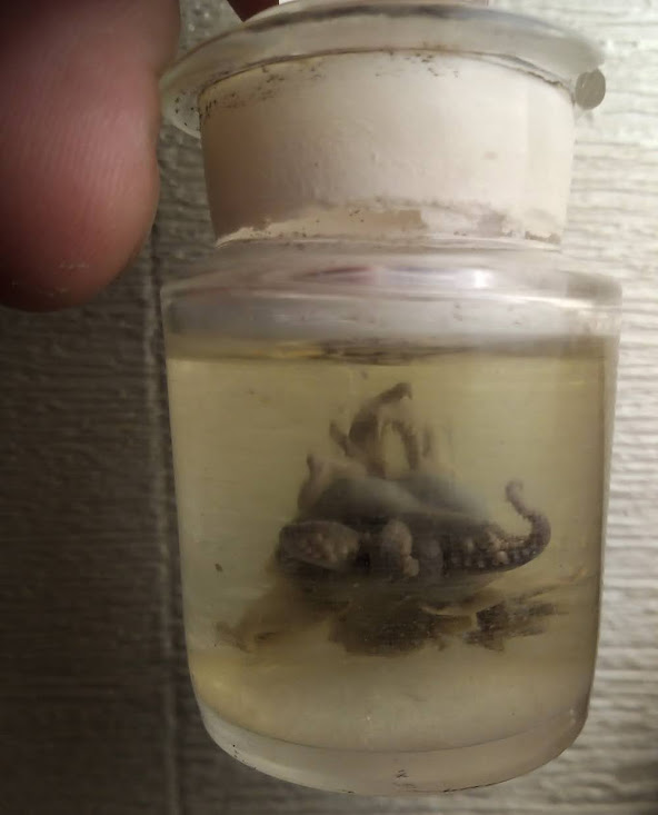 На Приморском бульваре археологи нашли столетнего осьминога в банке