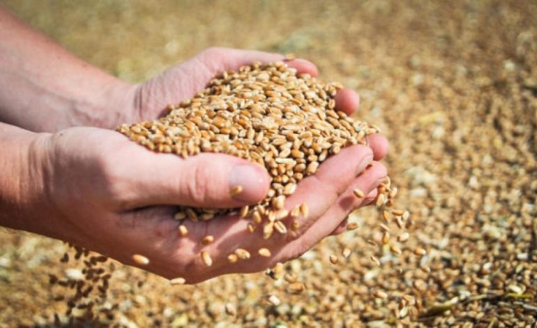 В Одесской области собрали второй миллион тонн зерна