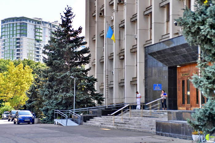 Экоактивисты остановили вырубку голубых елей на проспекте Шевченко