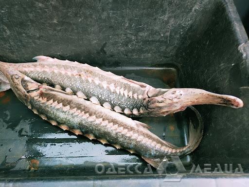 Одесский рыбпатруль: на Привозе зафиксирована незаконная продажа краснокнижной рыбы (фото)