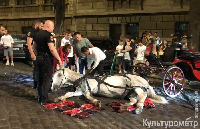 Жестокие развлечения: в центре Одессы упала лошадь