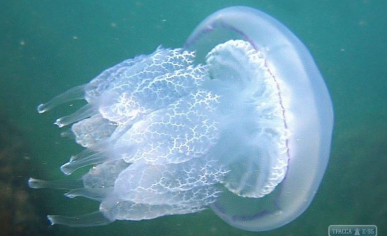 На морских пляжах нашествие медуз: медики предупредили об опасности