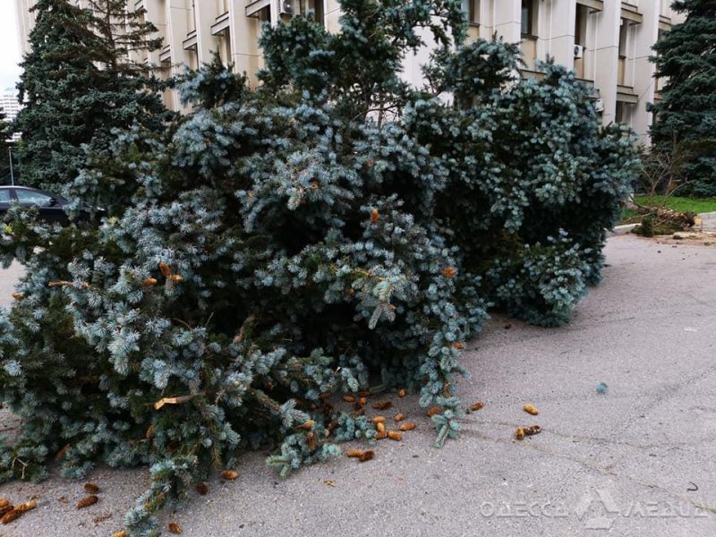 Недопиленные возле Одесской ОГА голубые ели пересадят в парк Шевченко