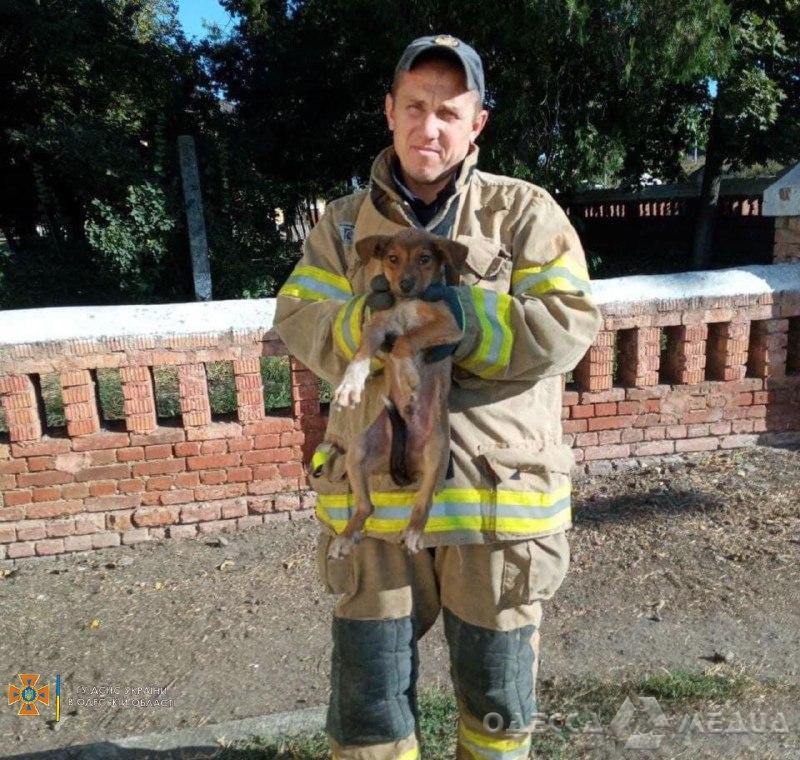 В Одессе спасатели освободили собаку из ловушки и пришли на помощь котятам (фото)