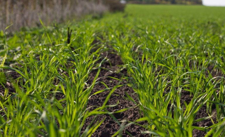 В Одесской области снижается плодородность почв