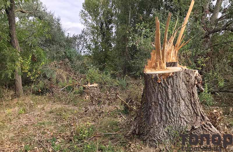 В Болграде варварски уничтожаются деревья