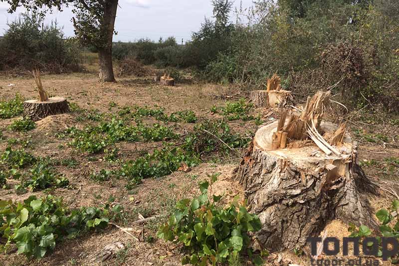 В Болграде варварски уничтожаются деревья