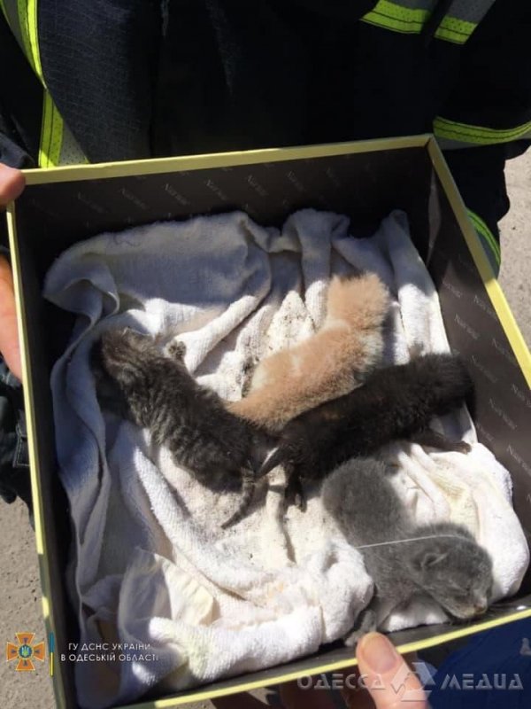 В Одессе спасатели освободили собаку из ловушки и пришли на помощь котятам (фото)