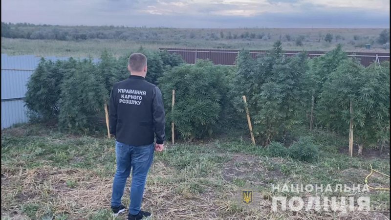 «Товар» на рынок не попадет: в Одесской области обнаружили плантацию конопли (фото, видео)