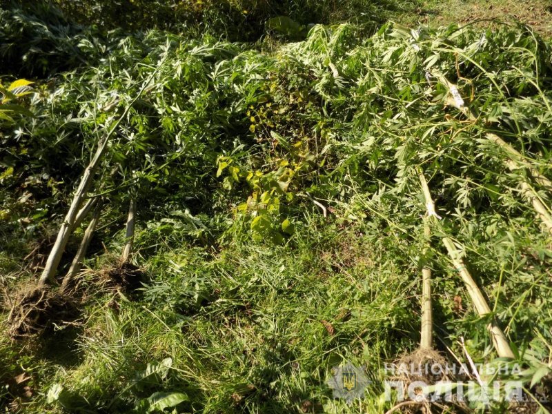 «Выращивал для себя»: в Одесской области разоблачен наркоплантатор (фото)