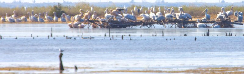 Пеликаны заселяют искусственный остров в Одесской области