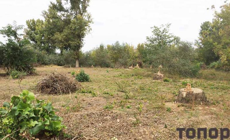 В Болградском лесничестве прокомментировали вырубку деревьев в Табаках