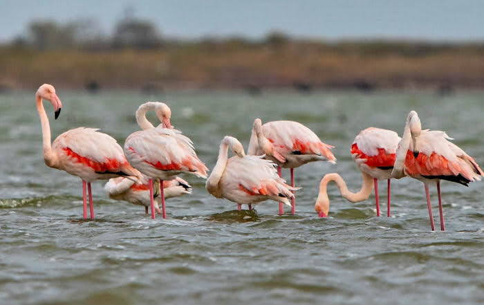 Природная аномалия: розовые фламинго живут в Одесской области в октябре (фото)