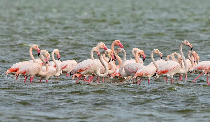 Природная аномалия: розовые фламинго живут в Одесской области в октябре (фото)