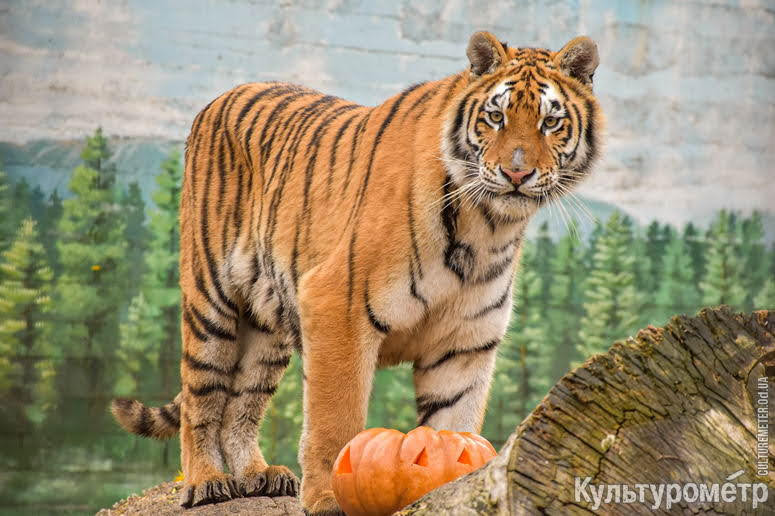В Одесском зоопарке тигры стали вегетарианцами на один день (фото, видео)