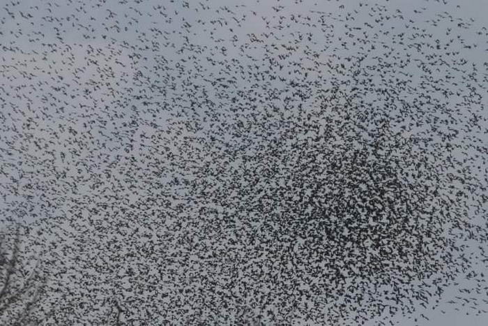 50 тысяч скворцов за 5 минут – в Одесской области огромные птичьи стаи