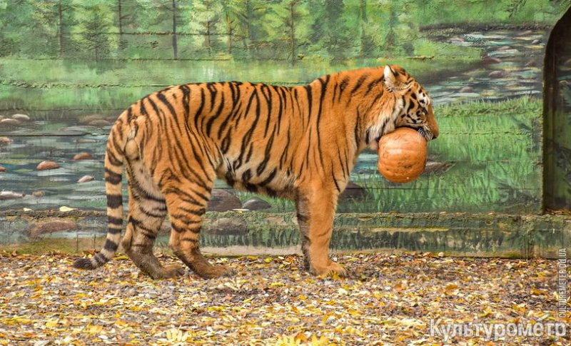 В Одесском зоопарке тигры стали вегетарианцами на один день (фото, видео)