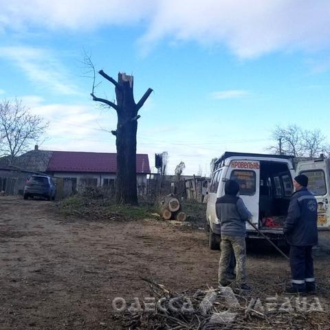 За снос тополей житель Одесской области привлечен к админответственности