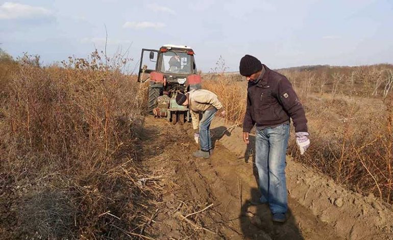 В Болградском районе высадили 10 гектаров леса