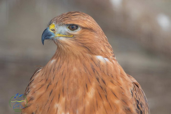 В Одесской области заметили десятки хищных птиц – их надо беречь
