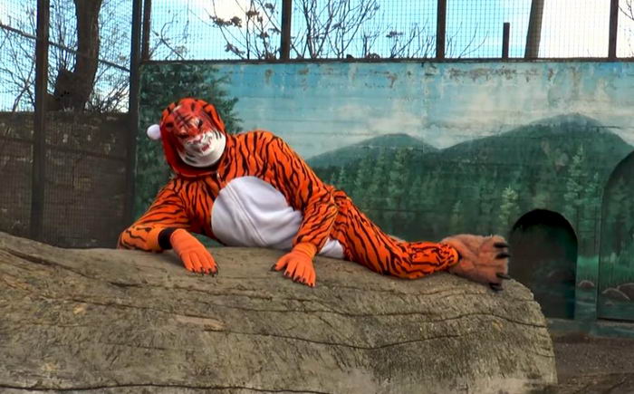 Директор Одесского зоопарка переоделся в тигра и залез в клетку (видео)