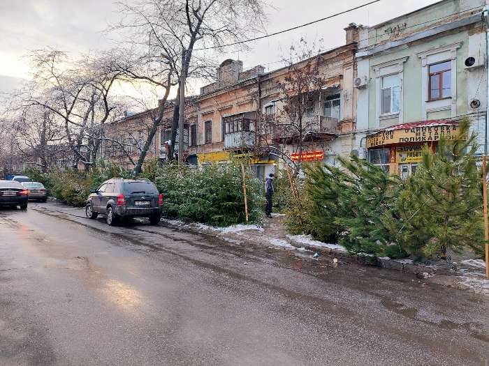 Сотни непроданных ёлок остались на одесских базарах