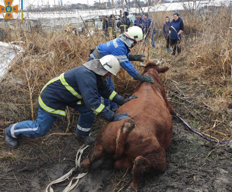 В Измаиле спасатели достали из ямы корову (фото)