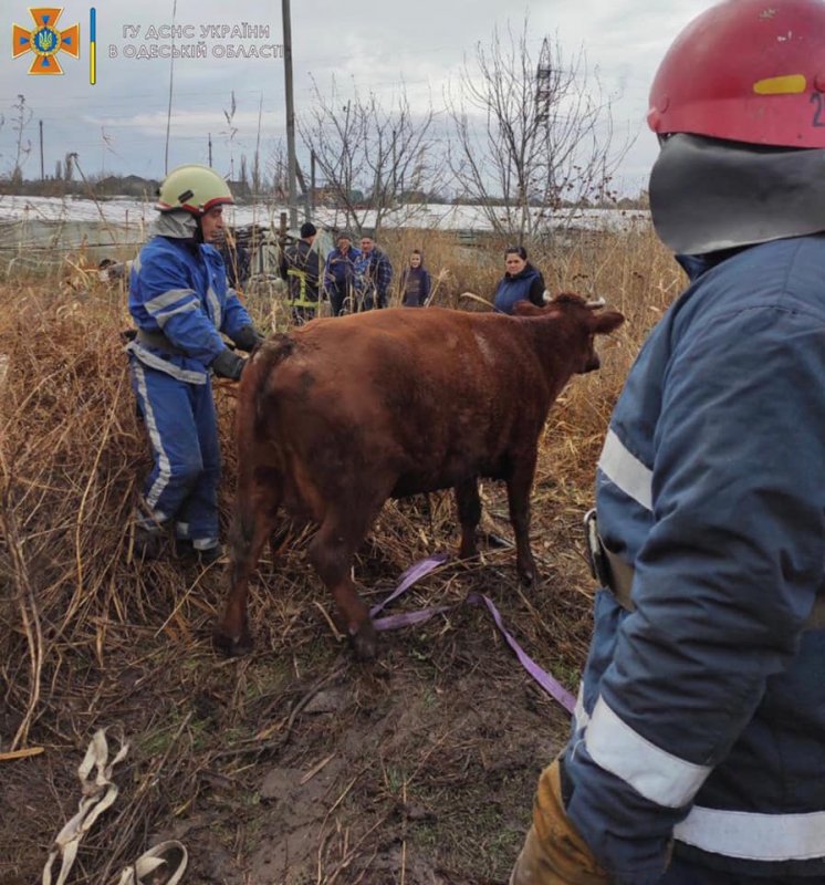 В Измаиле спасатели достали из ямы корову (фото)