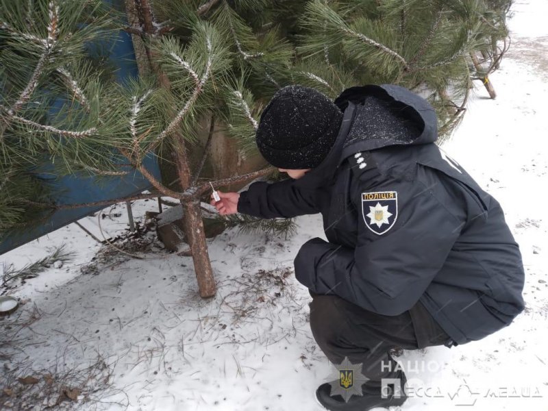 В Одессе проходят рейды по незаконной продаже новогодних ёлок (фото, видео)