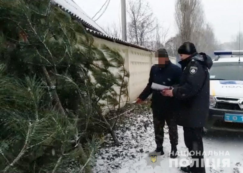 В Одессе проходят рейды по незаконной продаже новогодних ёлок (фото, видео)
