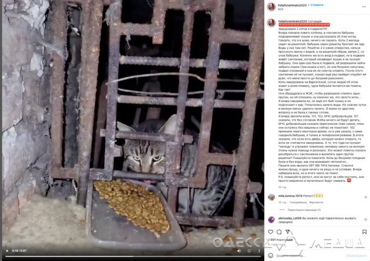Как в Одессе прошла «спецоперация» по спасению котов (фото)