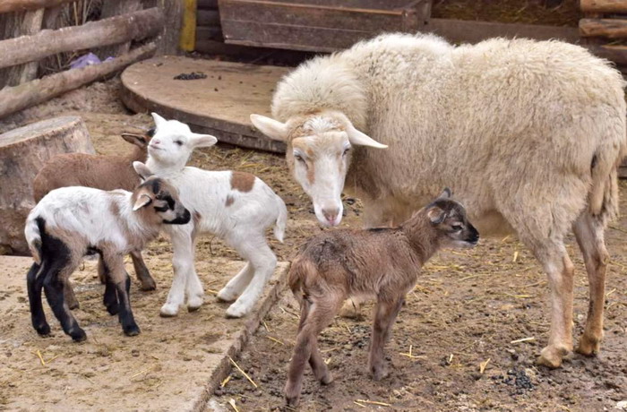 В Одесском зоопарке родились пушистые малыши (фото)