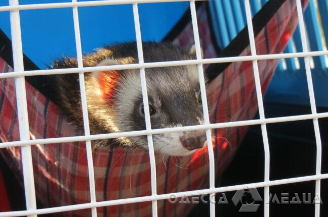 Одесский зоопарк начал принимать домашних любимцев от граждан, которые временно покидают город