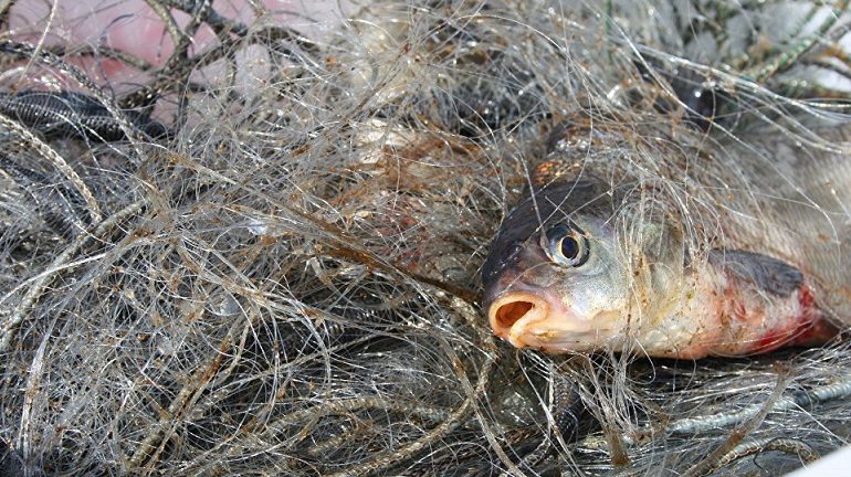 На Днестровском лимане браконьеры нанесли государству огромный ущерб
