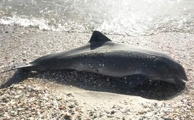 У берегов Одесской области массово гибнут дельфины (фото)