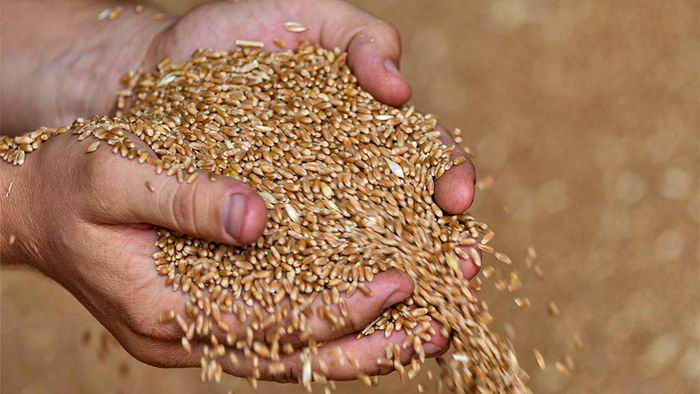 Херсонській області загрожує голод – окупанти планують вивезти зерно