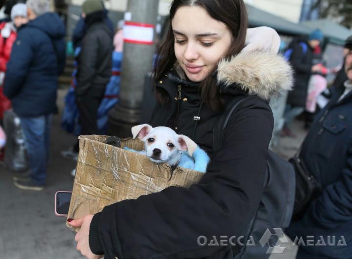Как теперь вывезти животное за границу: правила для украинцев изменились
