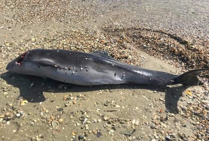 Экологи называют российских военных виновными в гибели дельфинов в Черном море