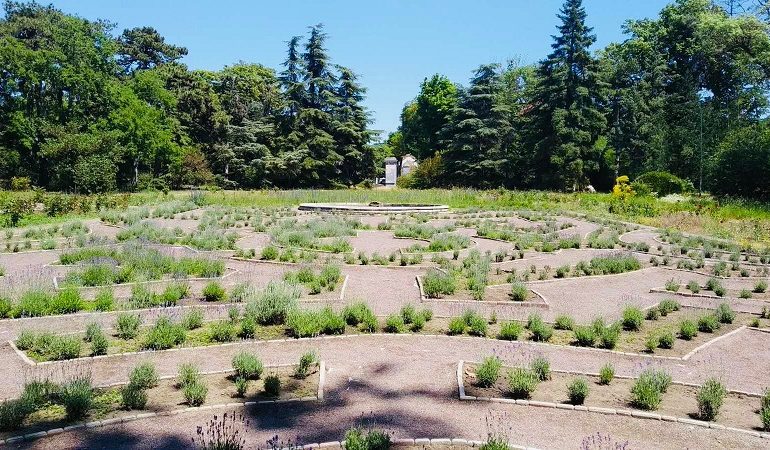 В ботаническом саду Одессы появился лабиринт из лаванды (фото)