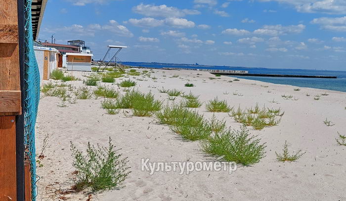 Одесские пляжи поросли зеленой травой (фото)