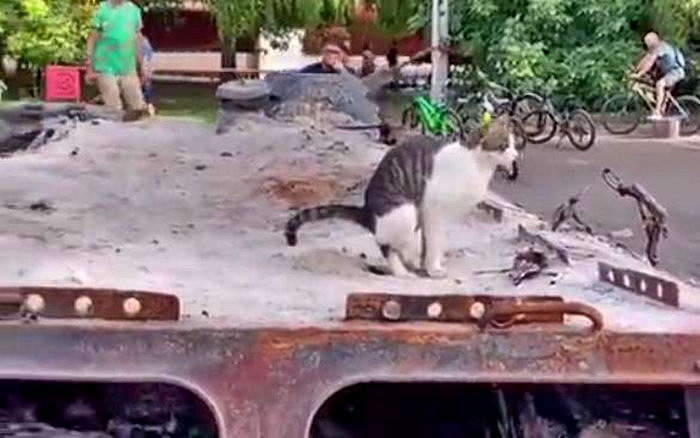 Одесский кот нашел применение российскому танку