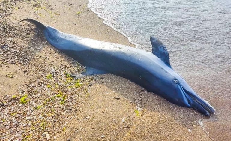 В Одесской области экологи продолжают фиксировать гибель дельфинов